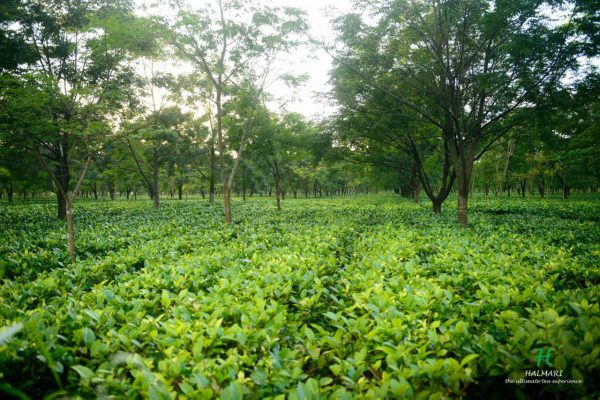 tea manufacturers in Assam