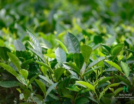 tea garden in dibrugar