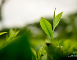 Tea leaf green