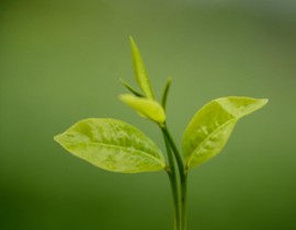 tea leaf artificial