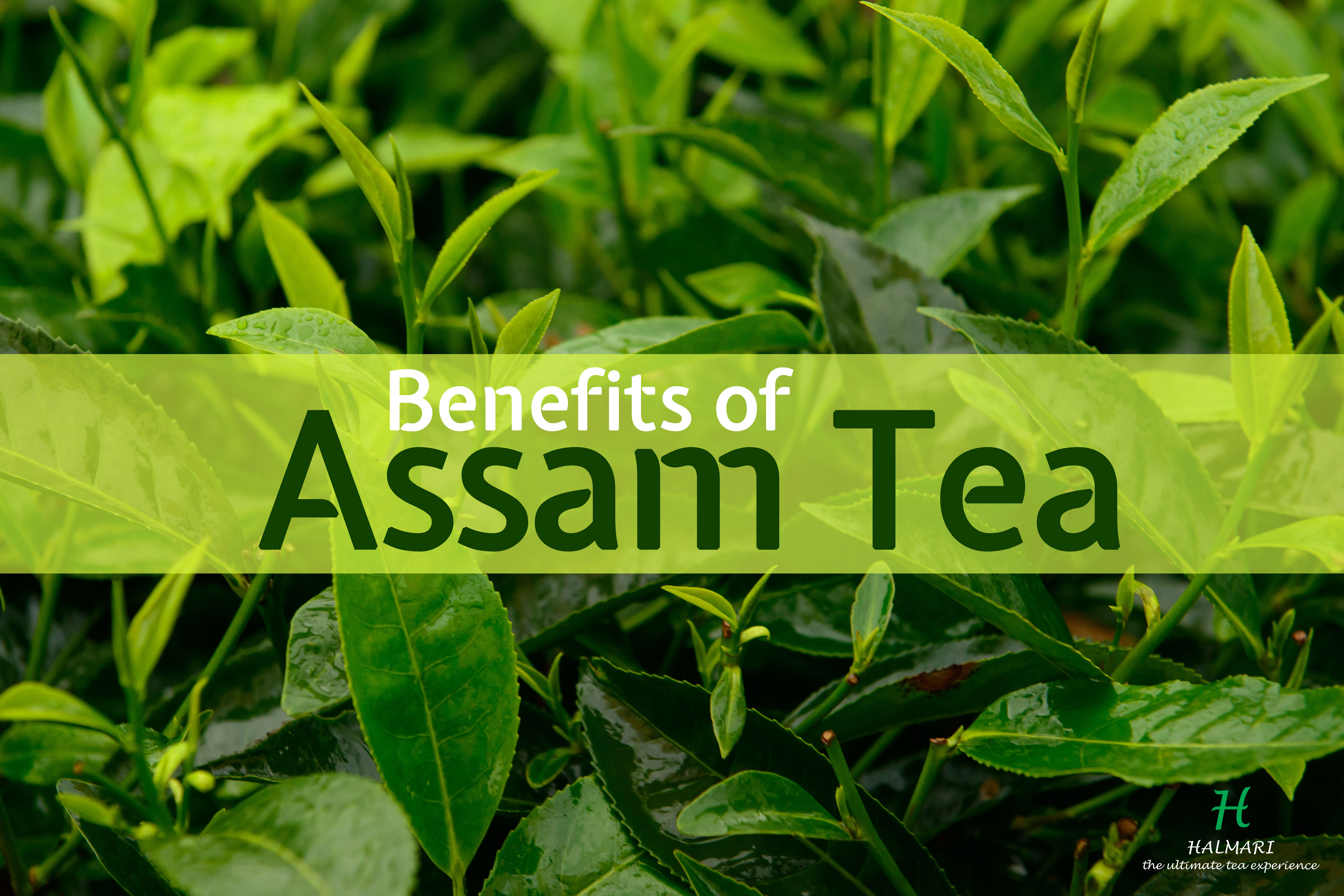 assam_tea_benefits