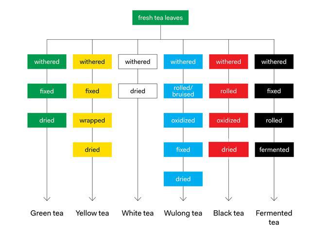 How Tea Is Processed