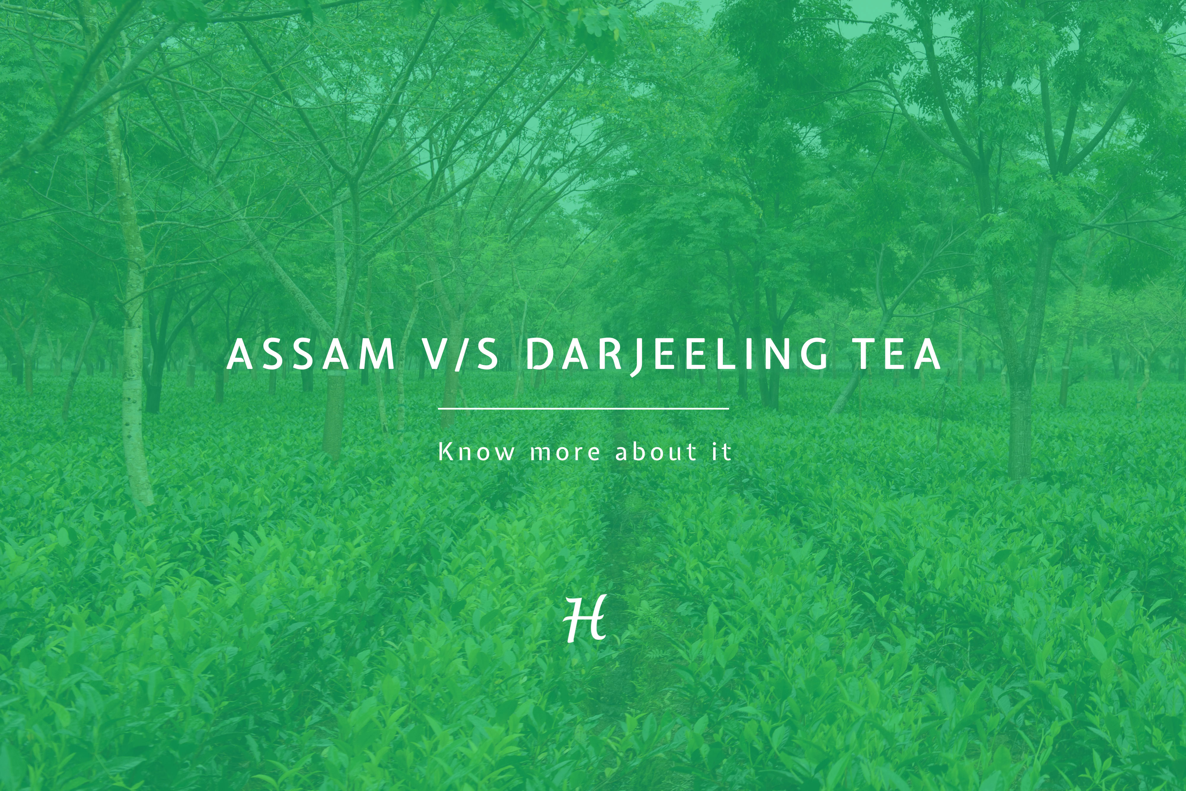 Assam tea -