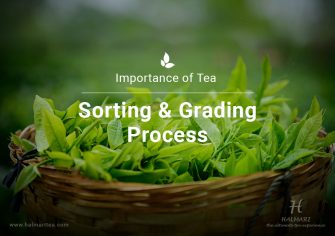 What Makes the Process of Tea Sorting and Grading Important?