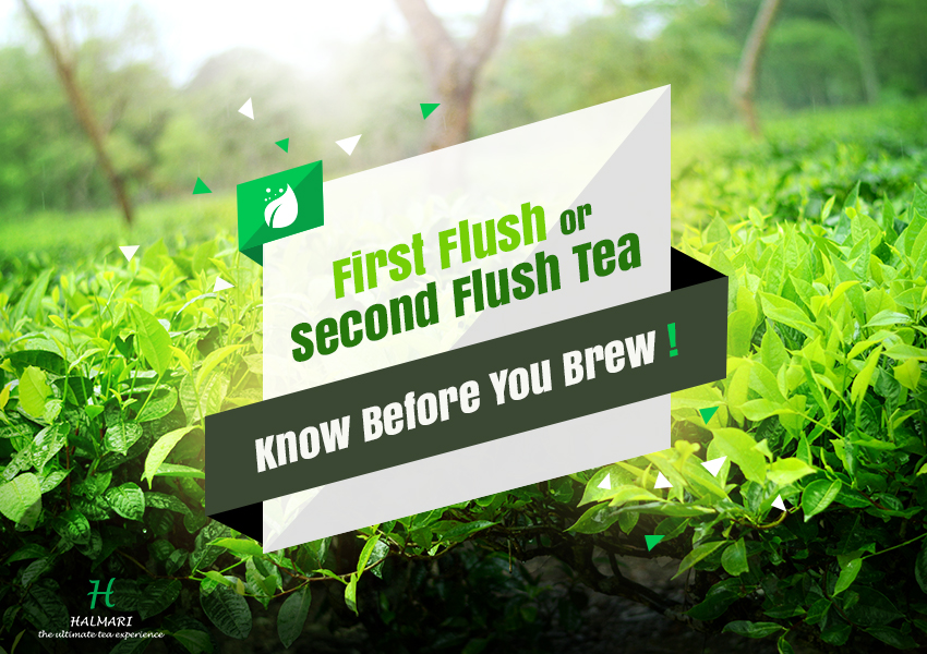 First Flush or Second Flush Tea