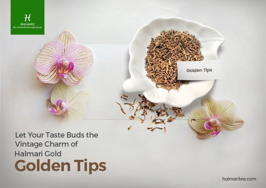 Charm of Halmari Gold Golden Tips