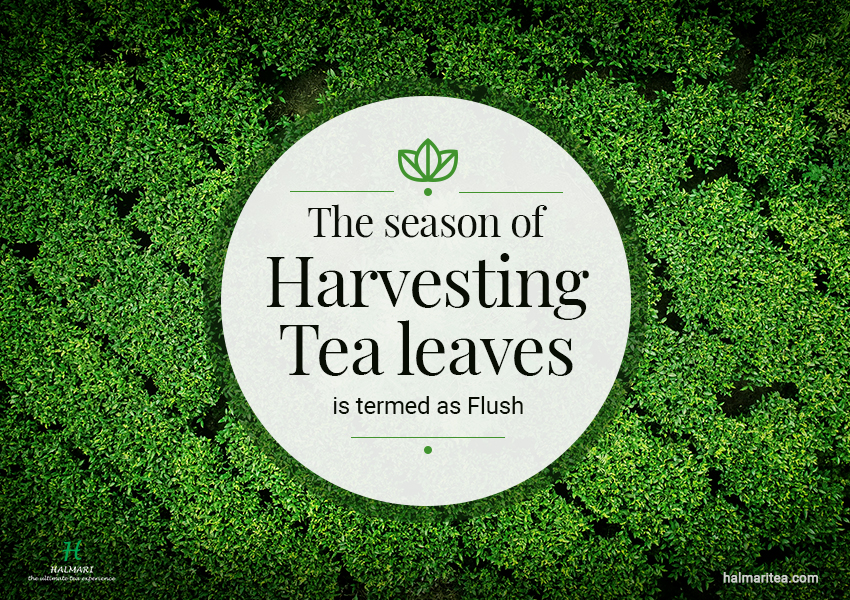 The season of harvesting tea leaves is termed as Flush