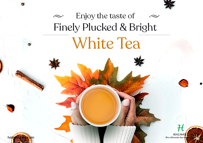 Taste of Finely Plucked & Bright White Tea