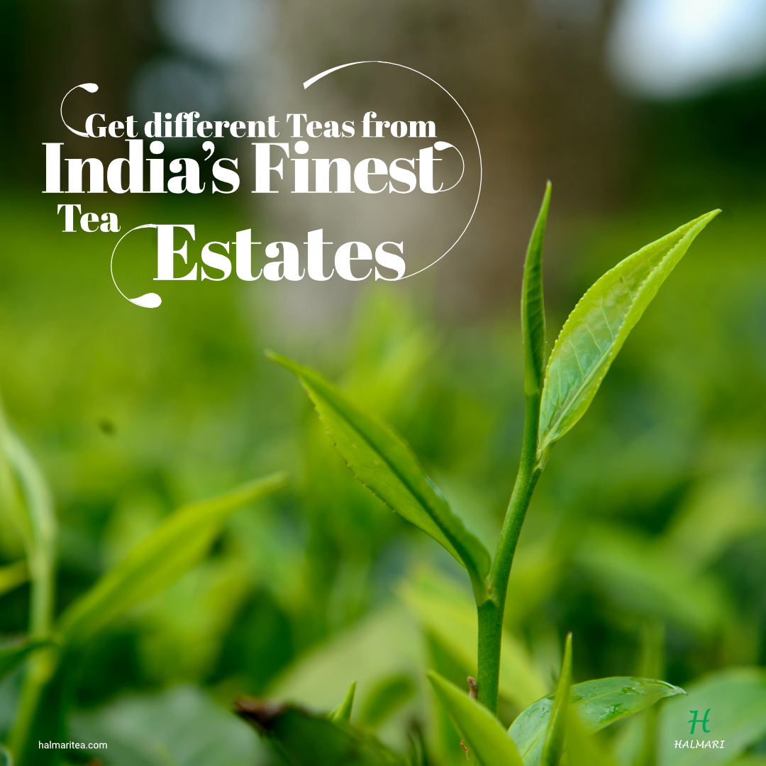 Assam Teas from India’s Finest Tea Estates