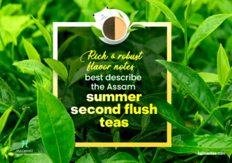 Why Freshly Picked Assam Summer Second Flush Tea Are Better?