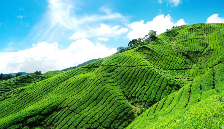 Nilgiri Tea Plantations in Tamil Nadu