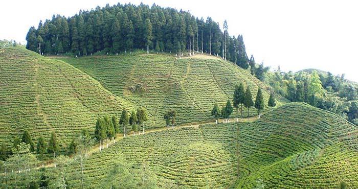 Cooch Behar Tea Estate in Assam