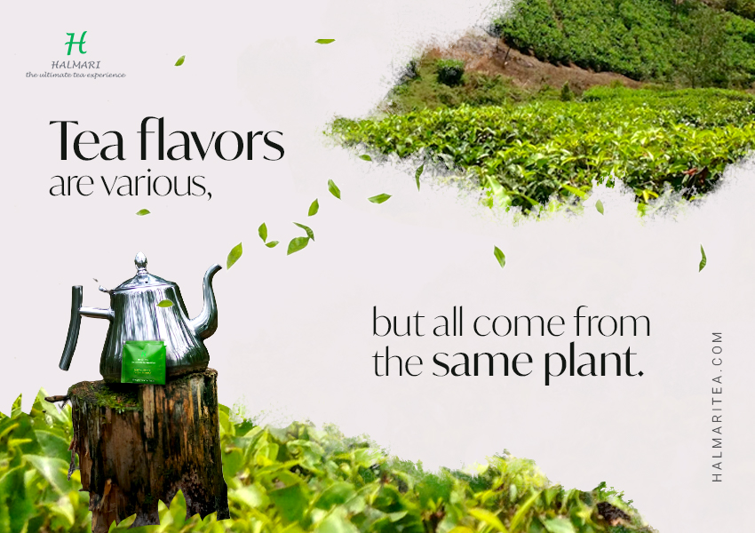 Did you know all Halmari Tea comes From the Same Plant