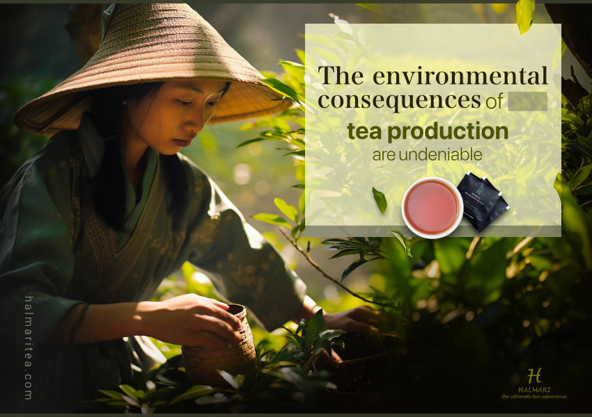 The Environmental Impact of Tea Production