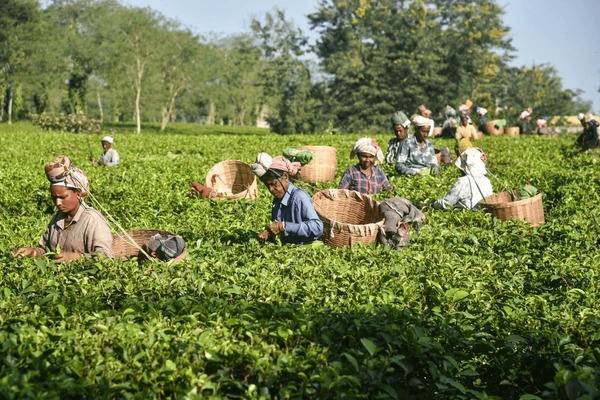 Tea plantation workers hand-plucking tea leaves in Assam, illustrating the history of tea cultivation in the region during the colonial era.