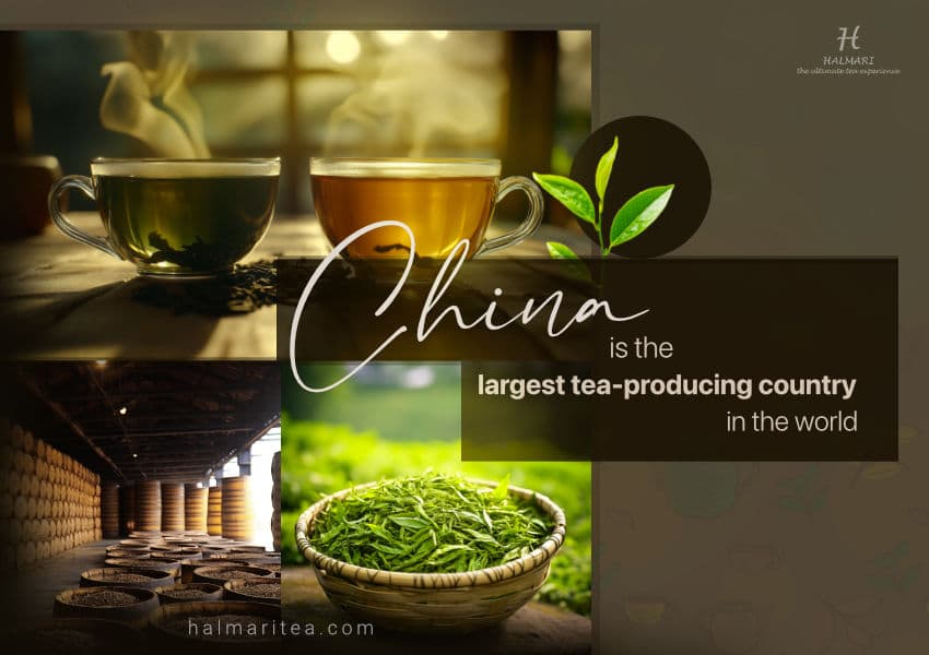 China-is-the-largest-tea-producing-country-in-the-world
