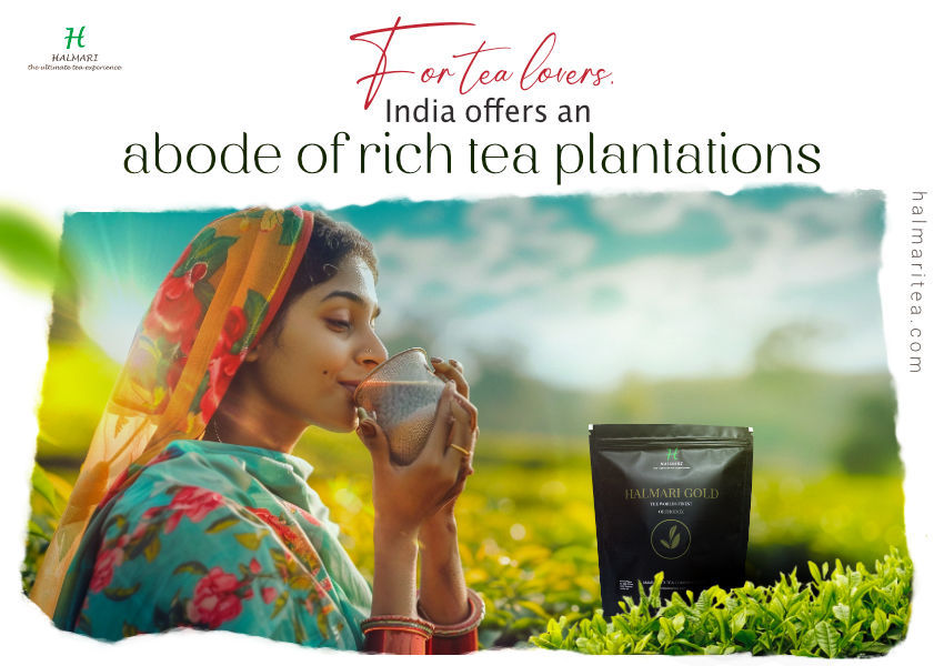 Best Tea Tourism Destinations in India
