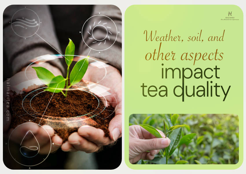 How to Tell If Your Tea Is Low Quality