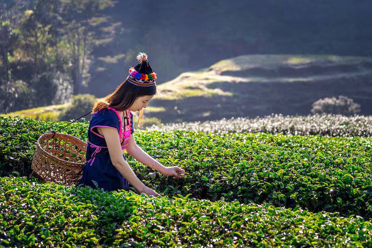 Tea plucker harvesting fresh tea leaves in an Assam tea garden, showcasing traditional tea cultivation and premium Indian tea production.