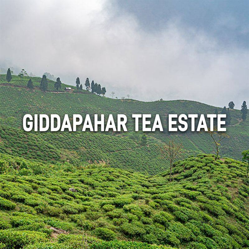 Gidda Pahar Tea Estate in Darjeeling producing smooth, well-balanced Himalayan black tea