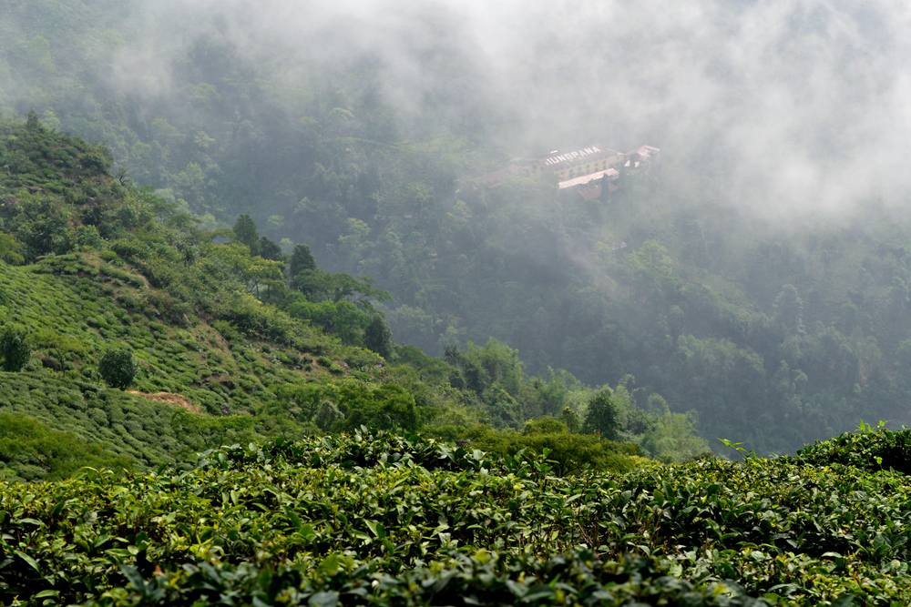 Goomtee Tea Estate Darjeeling offering delicate, floral teas from misty mountain slopes