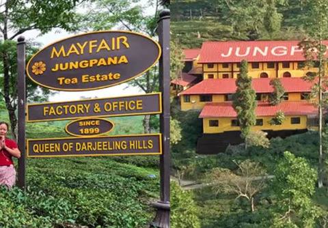 Jungpana Tea Estate Darjeeling renowned for premium muscatel flavor and limited-batch harvests