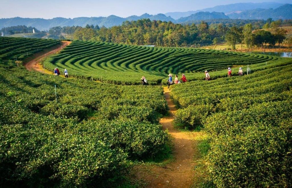 Makaibari Tea Estate Darjeeling famous for organic, biodynamic teas with rich heritage