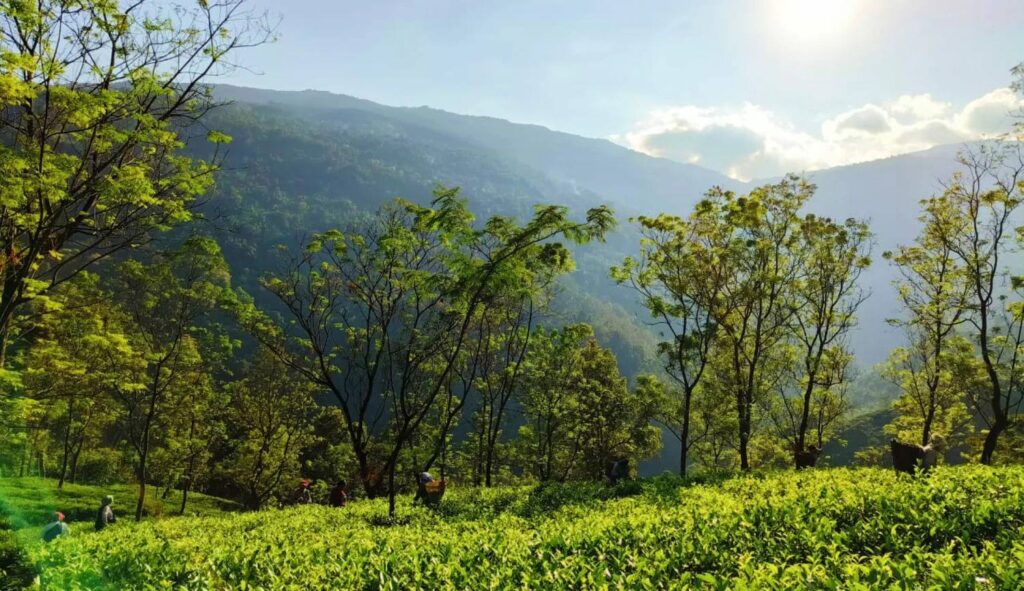 Namring Tea Estate Darjeeling crafting high-quality orthodox teas from historic plantations