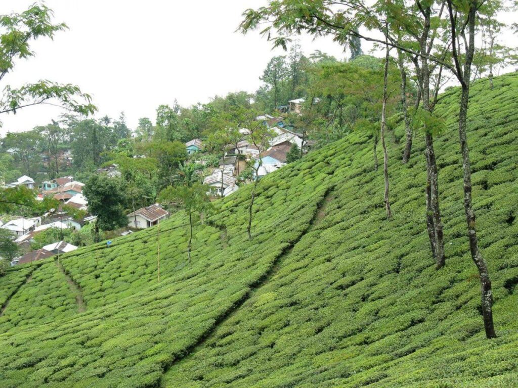 Puttabong Tea Estate Darjeeling also known as Tukvar, celebrated for classic Darjeeling flavor