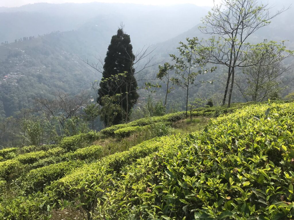 Risheehat Tea Estate Darjeeling offering refined teas with floral aroma and smooth finish