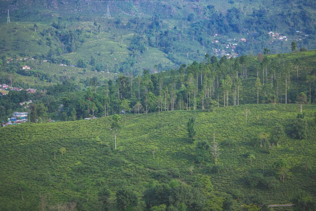 Panoramic view of Singbulli Tea Estate in Darjeeling, showcasing lush green tea plantations spread across rolling hills and natural forest cover.