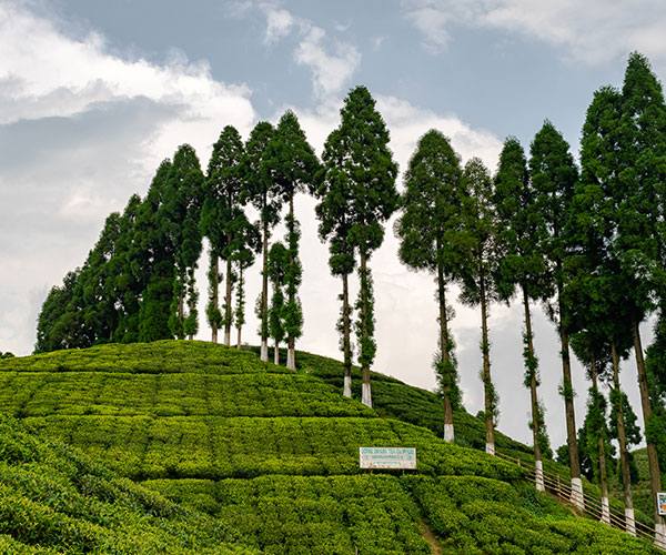 Scenic landscape of Thurbo Tea Estate, Darjeeling, featuring neatly pruned tea bushes and tall shade trees on a hillside plantation.