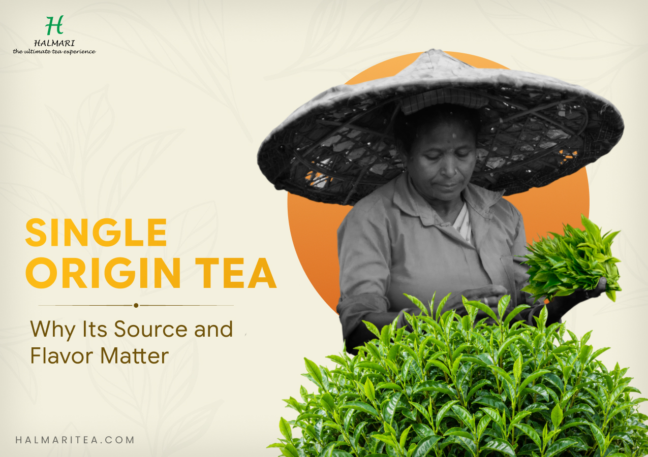 Single origin tea leaves being harvested by hand, highlighting tea's source, quality, and flavor.